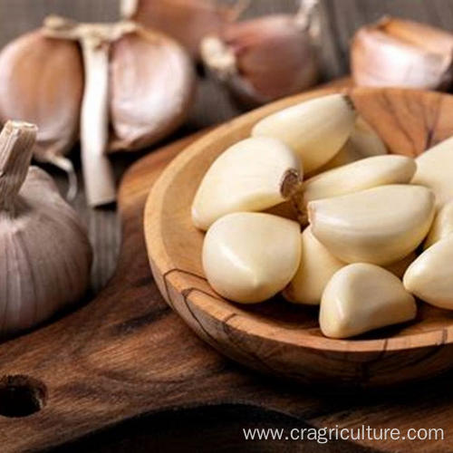 Top Grade Pure White Garlic Price